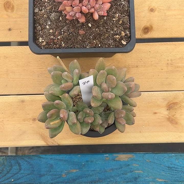 七***.重楼，kk两个一起11