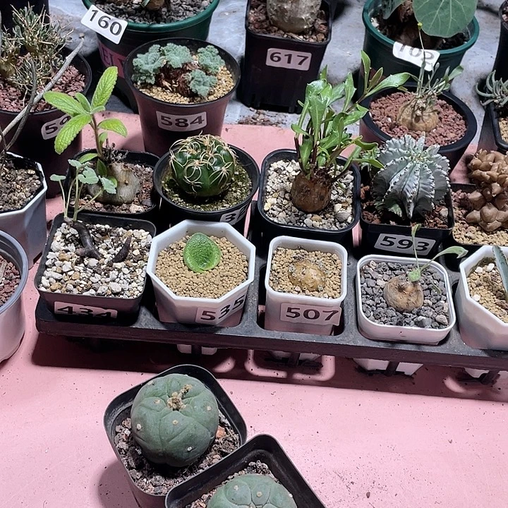 337实生海鲜2颗浮力