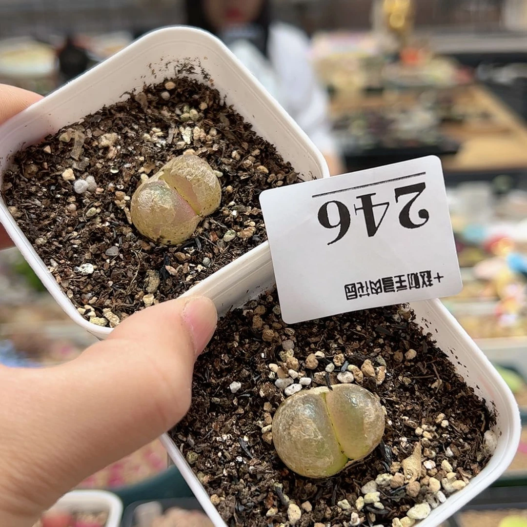 【闪购商品】246 开播福利