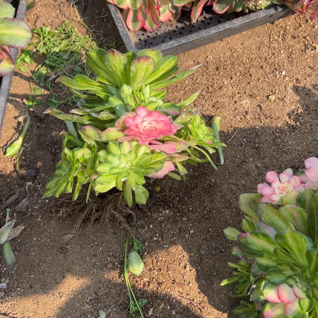 77知否多肉多肉多肉