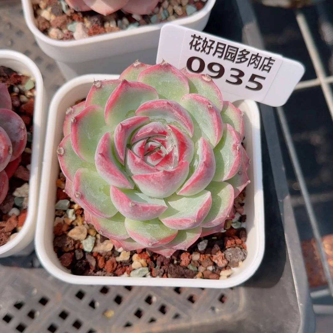 多肉植物0935….！nnnmn