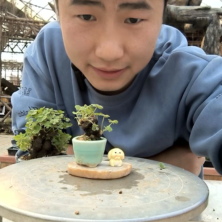 水**痕小盆景小植物一物一拍128