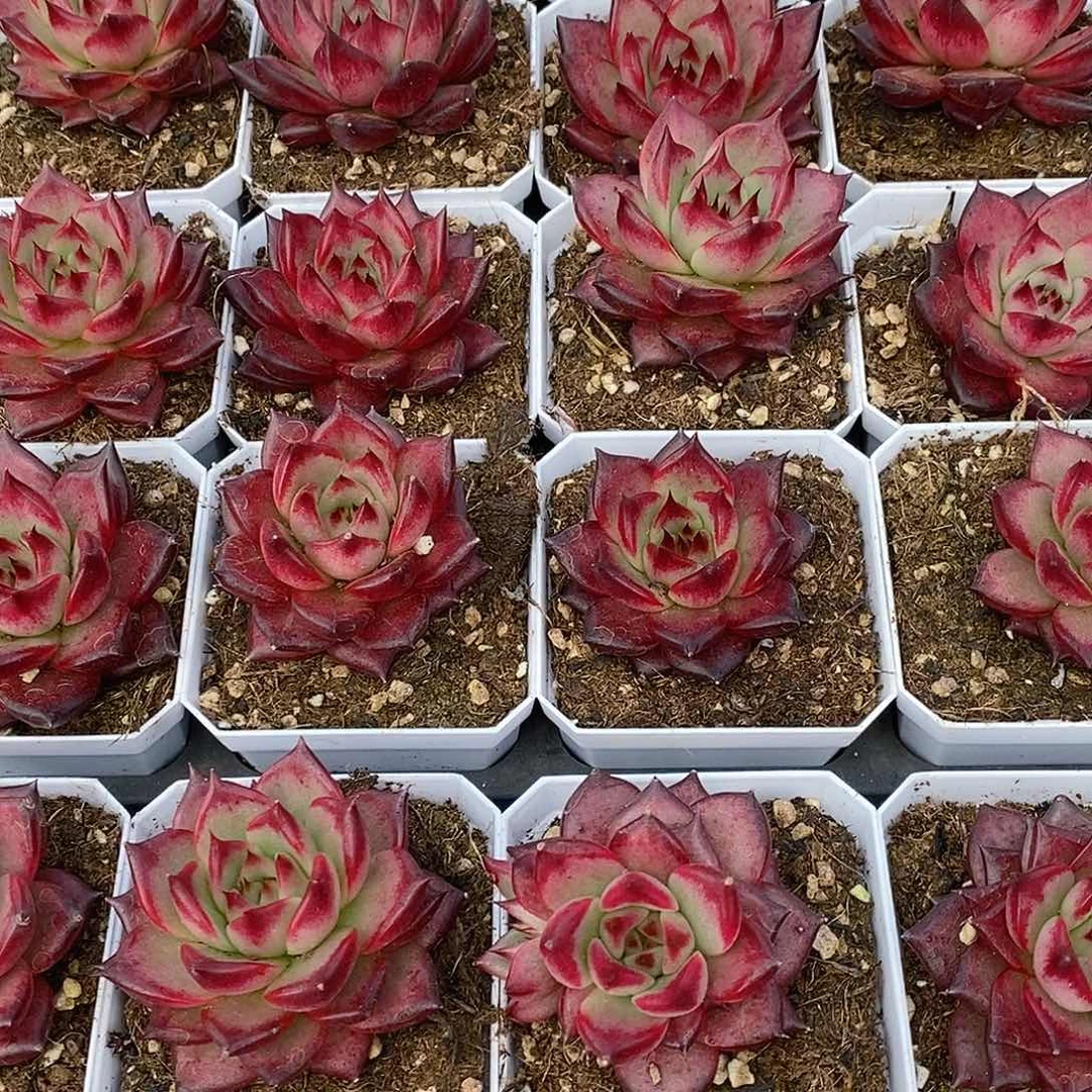 148焰火单头，多肉植物