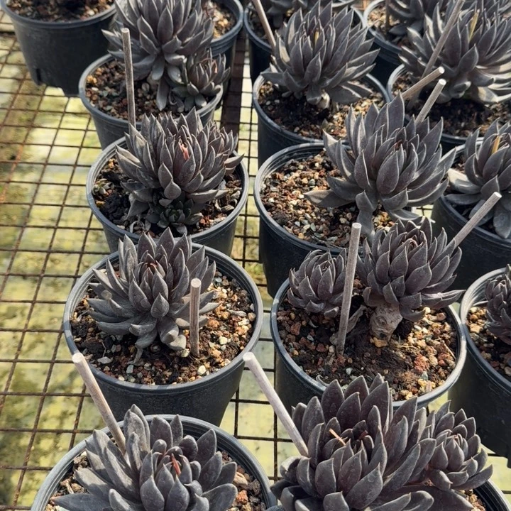黑骑士双头多肉植物绿植