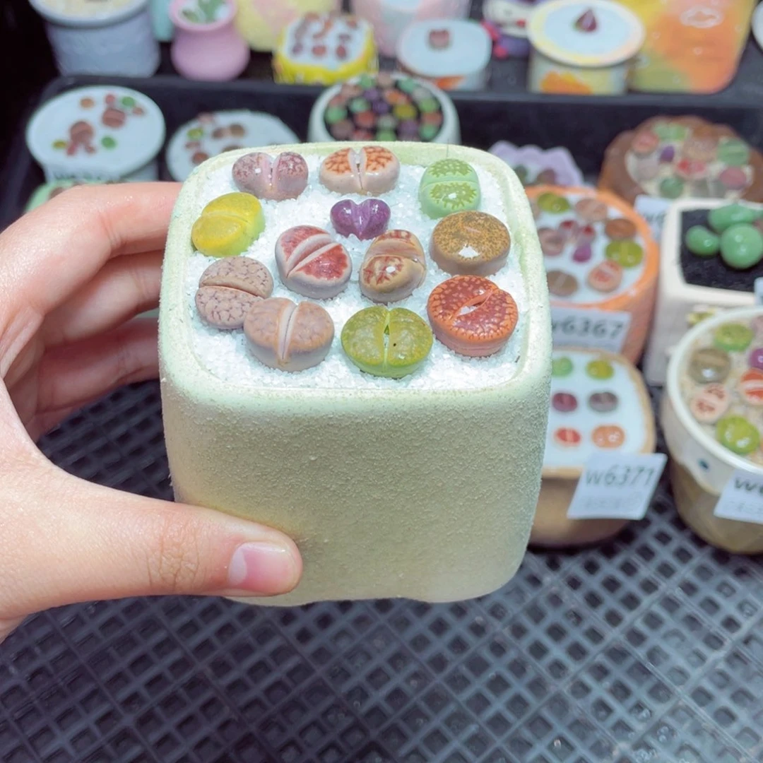 w6373 -零下地区拍保温箱-15支持寄养