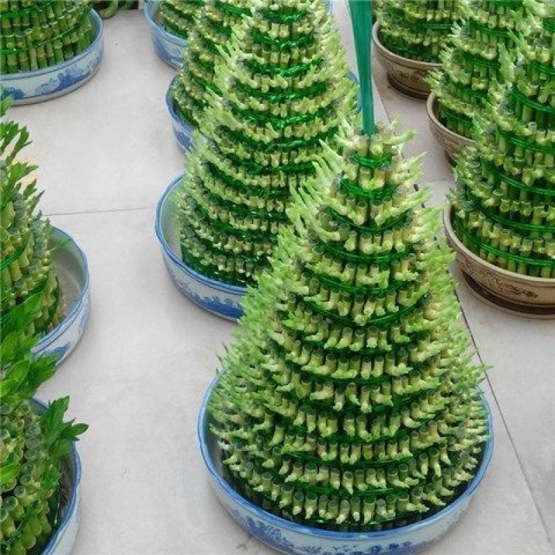 节节高富贵竹水培绿植塔型观音竹客厅桌面招财植物盆栽