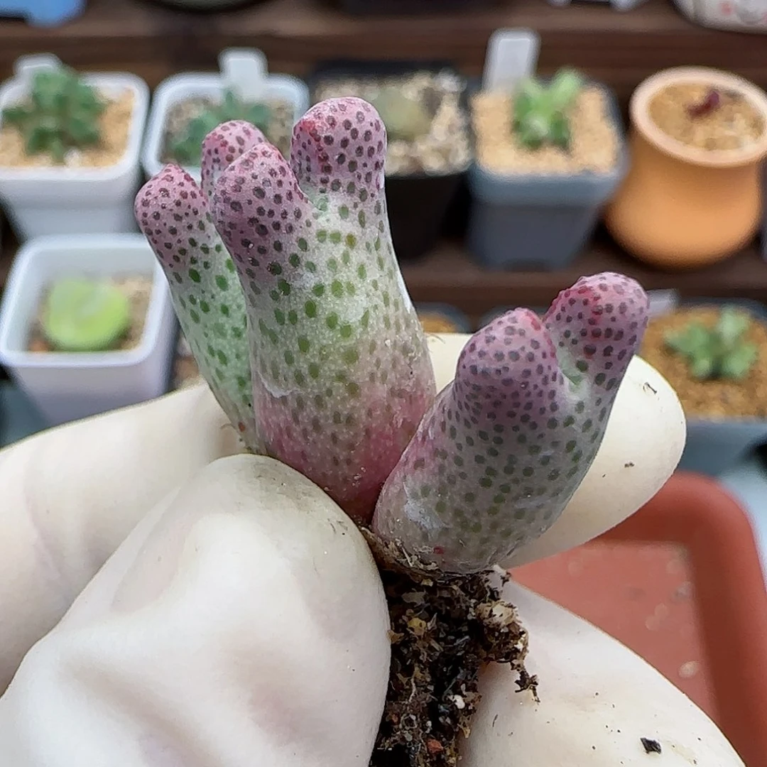 317园艺优选红斑马