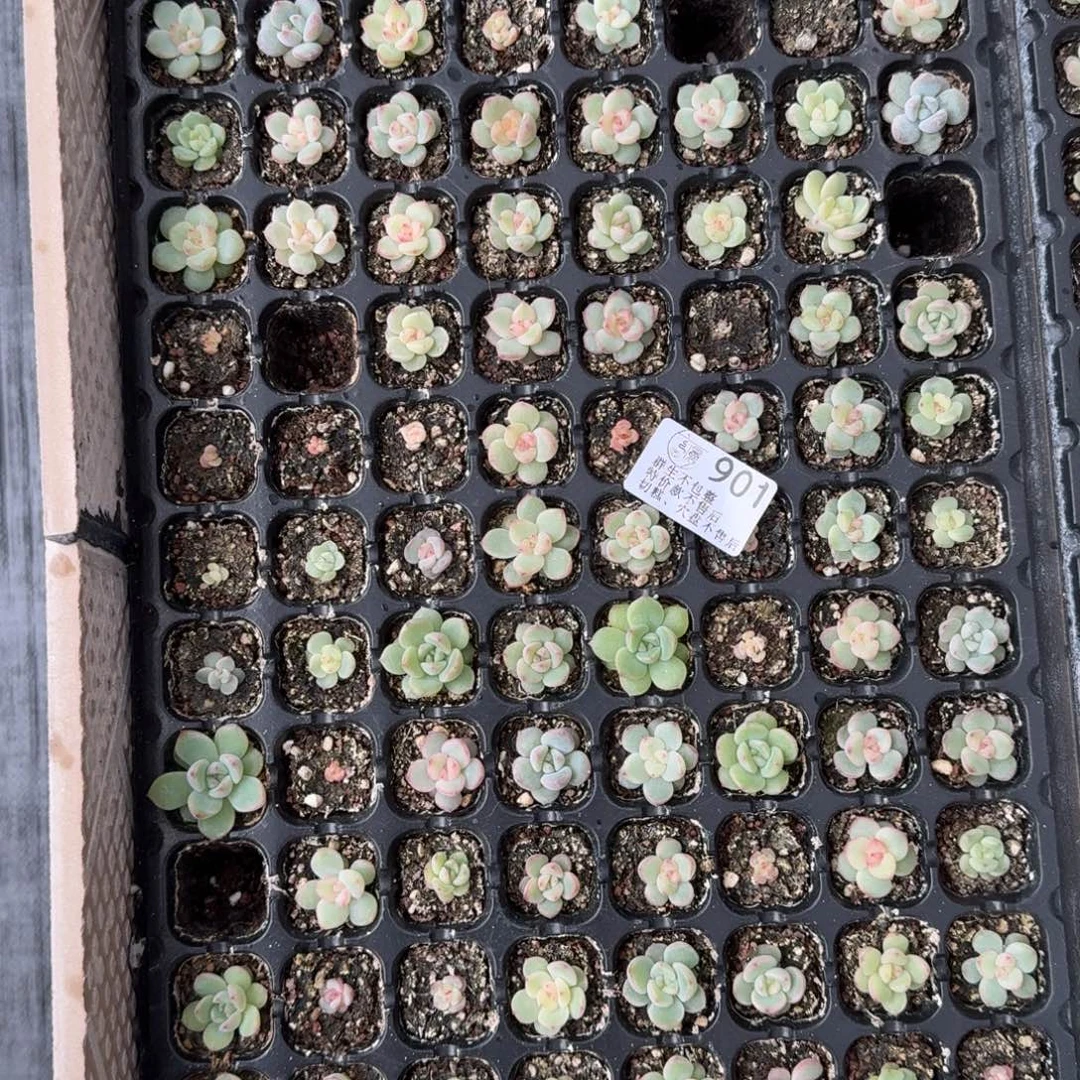 娣***肉如图901珍妮播种穴盘一份不售后