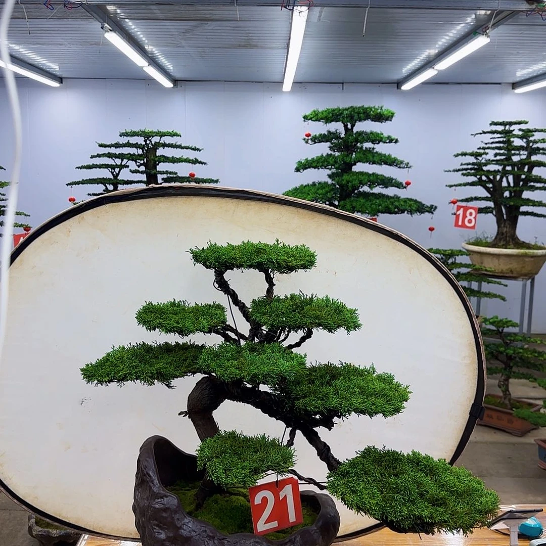 无花朵盆景直播间一物一拍
