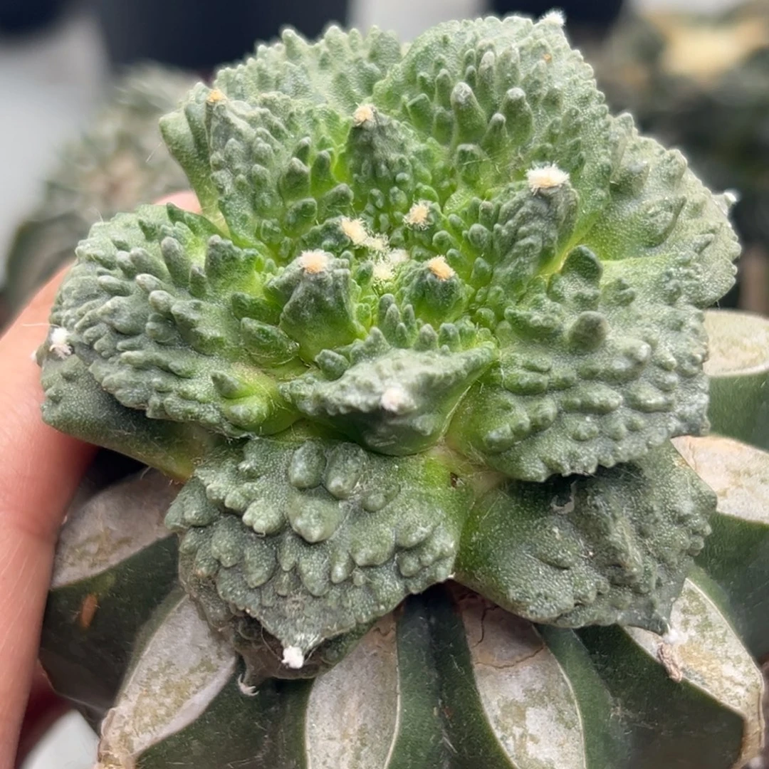 544 仙人球的比赛将于