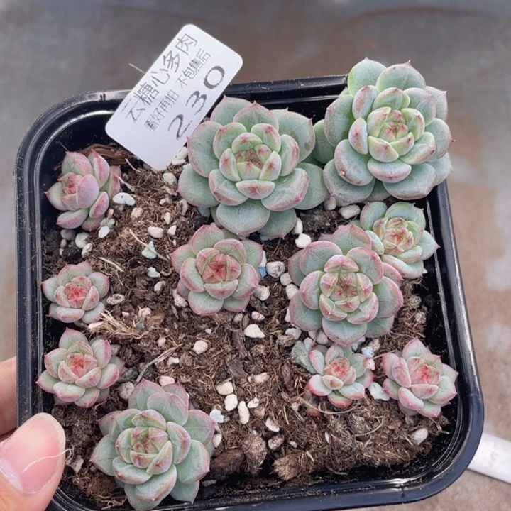 云糖心多肉植物230