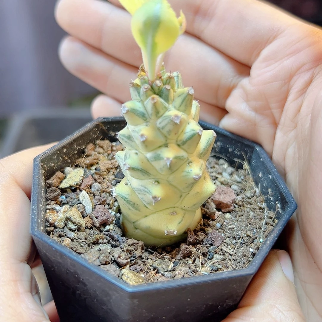 自根将军白锦2.6公分1颗