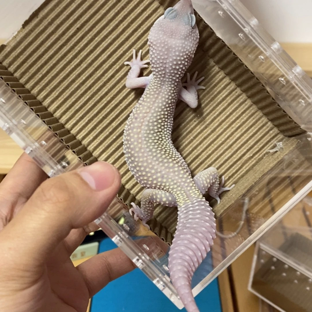 豹纹守宫豹纹守宫