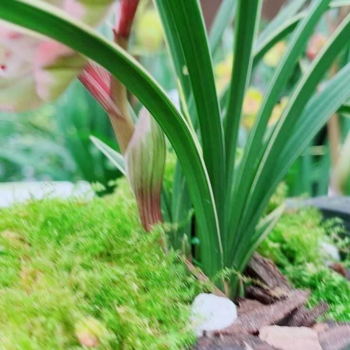 依***。完全开放一物一漂亮漂亮开