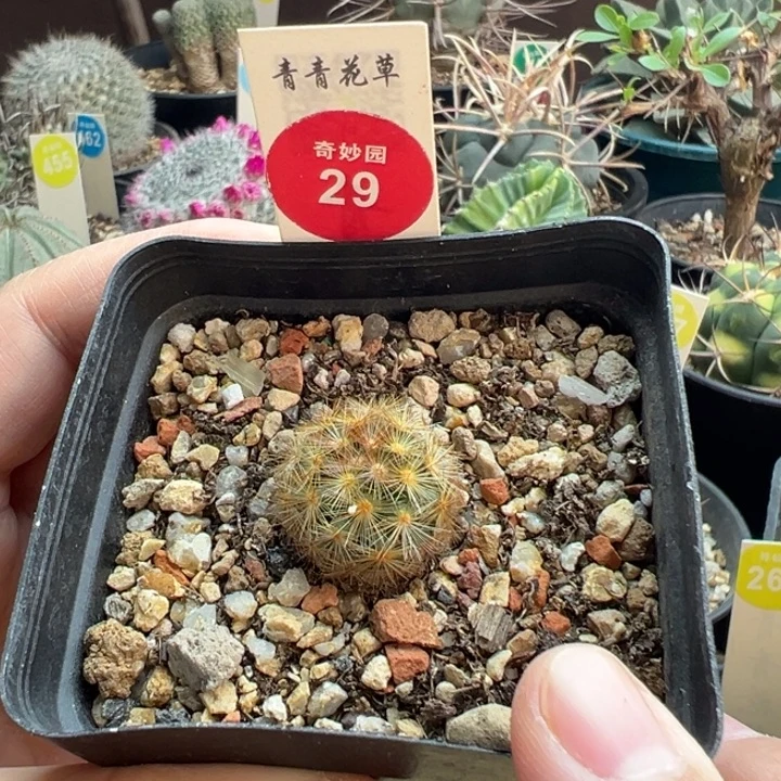 实生佛头嘉文丸一棵仙人球