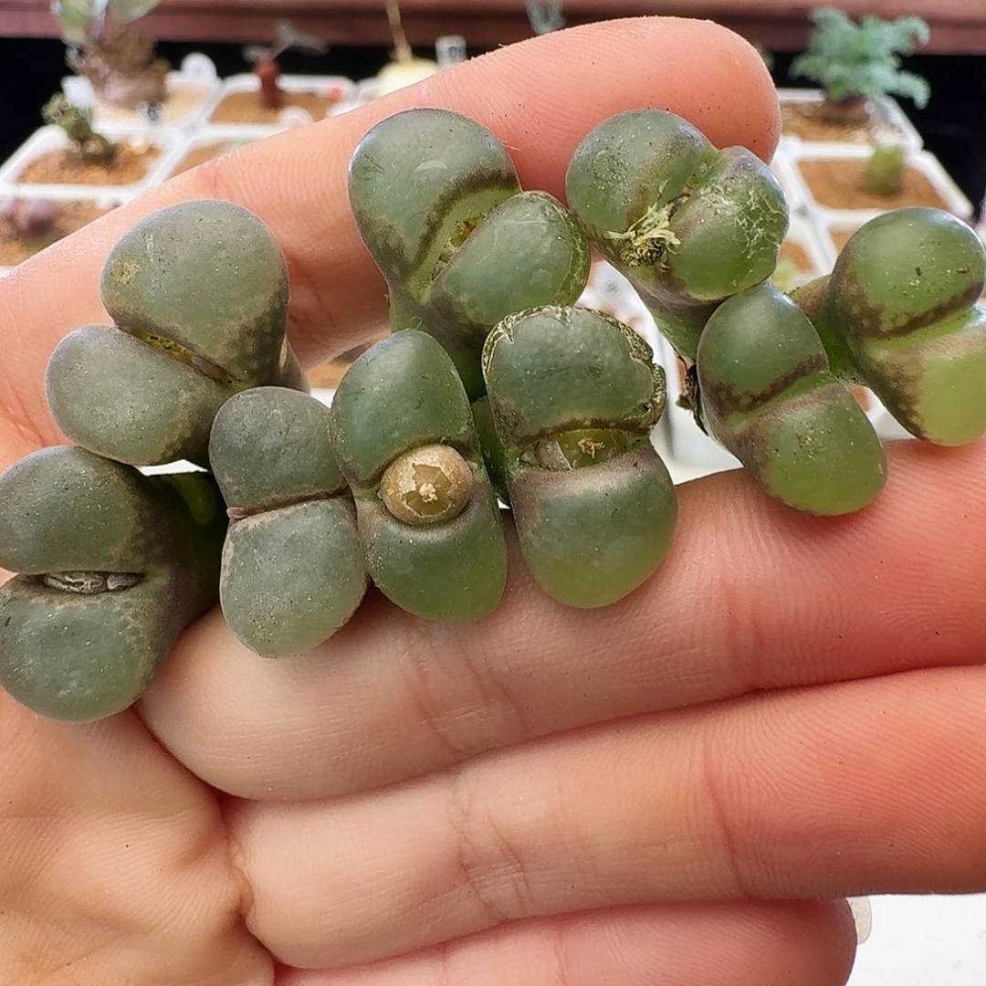 紫罗兰瑕疵福利介意慎拍354