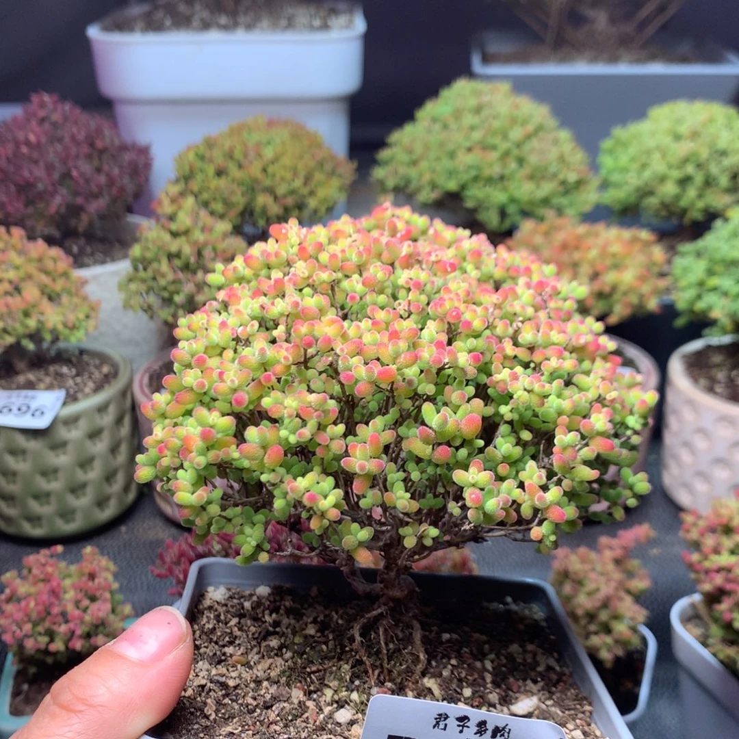 620蜜橘