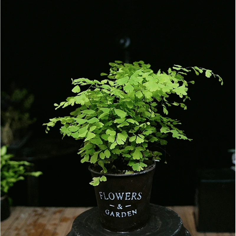 飞雪铁线蕨小银杏叶灵动清新嫩绿色天然加湿器桌面盆栽造型好看