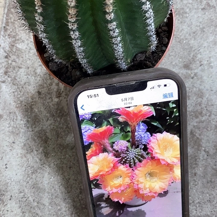 激流仙人球，高6-10公分左右