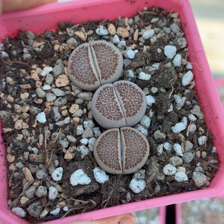 772号三颗细巴里c375