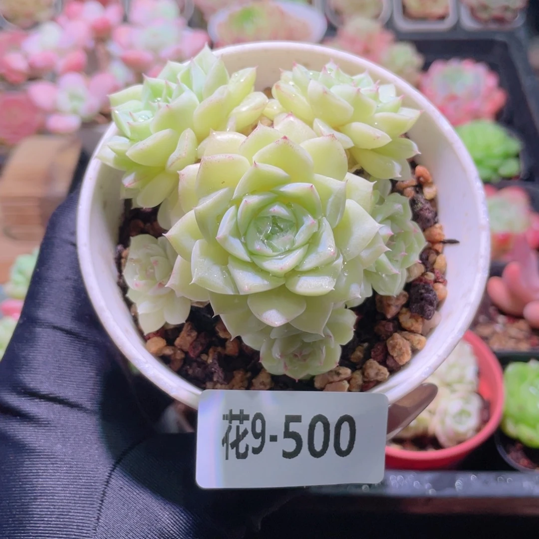 花利美9-500白天鹅