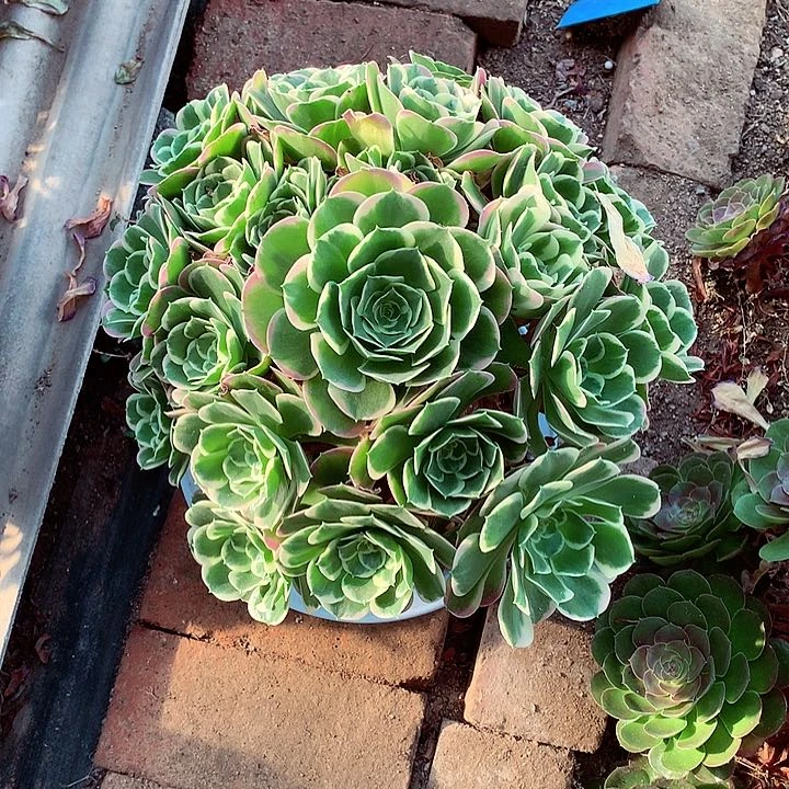 白凤捧花，多肉植物