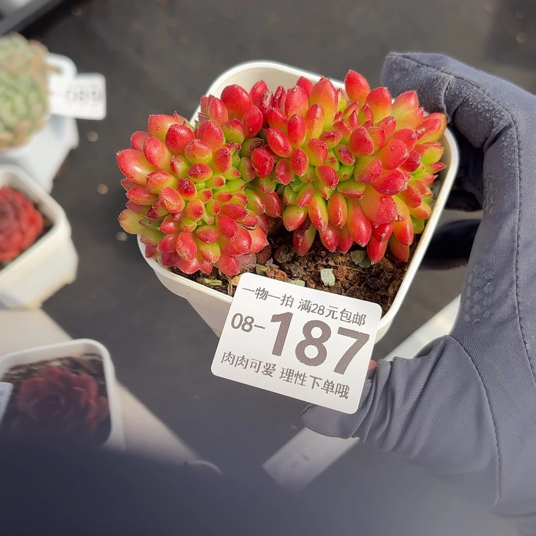 卡罗尔缀无盆土发货