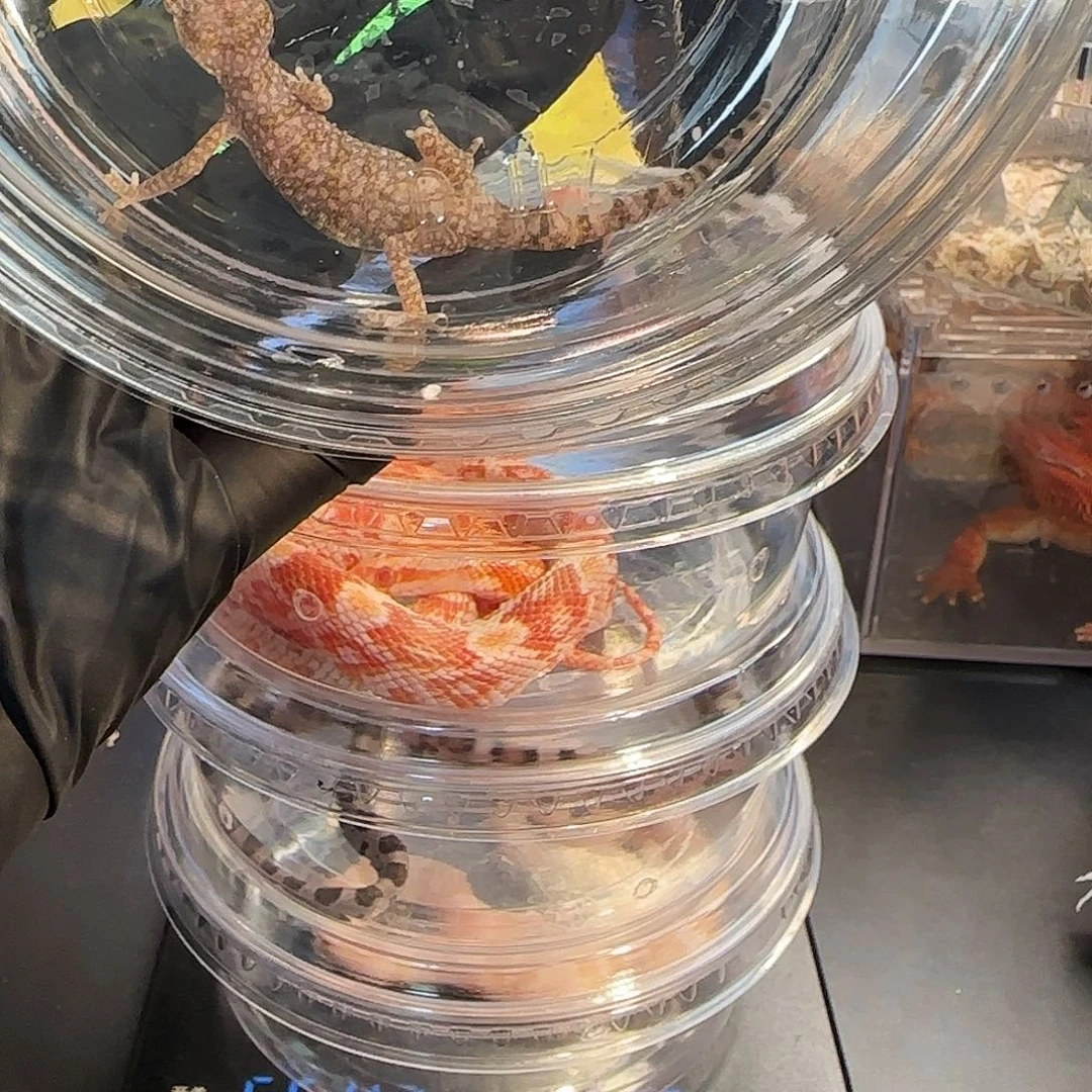 豹猫守宫0000000000010