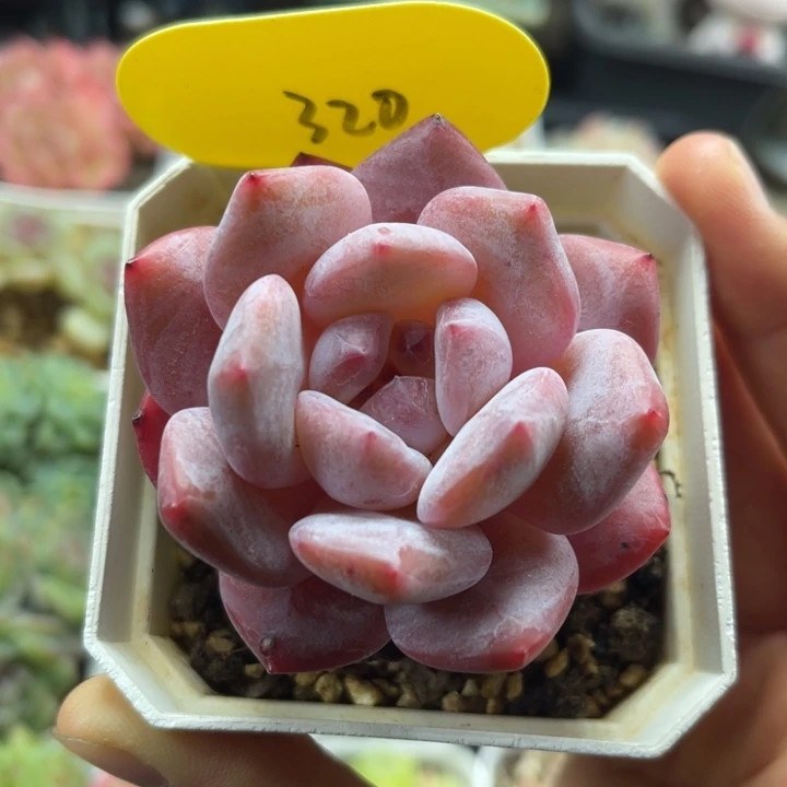 韩货橙梦露老桩320
