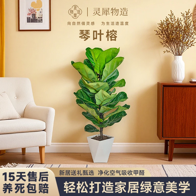 【灵犀物造】120-140cm八年老桩琴叶榕大型网红绿植室内好养活盆景