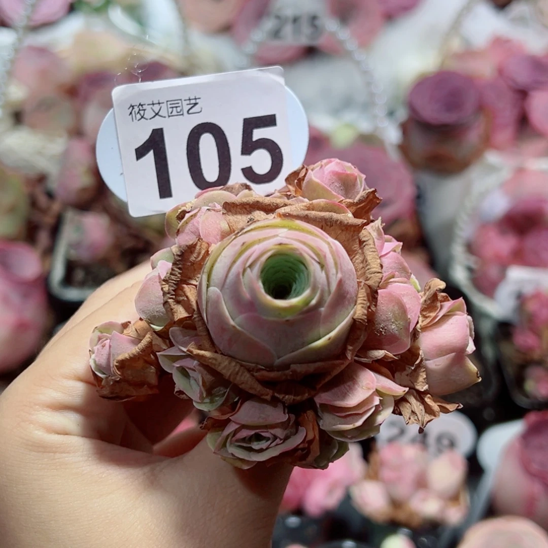 ?****105落樱手捧花。