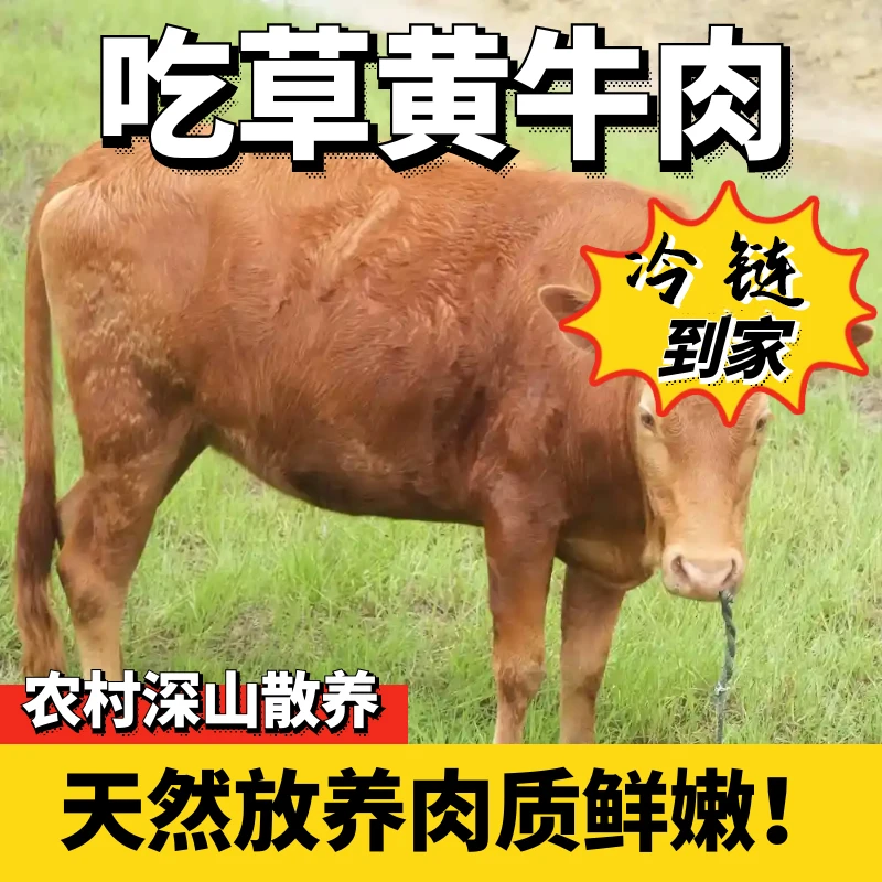 湖南农户放养吃草黄牛肉质紧实可炖可炒新鲜现宰冷链直发
