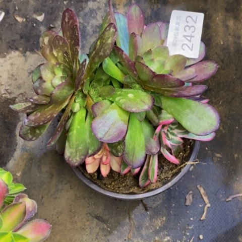 倾城阴阳多肉2432