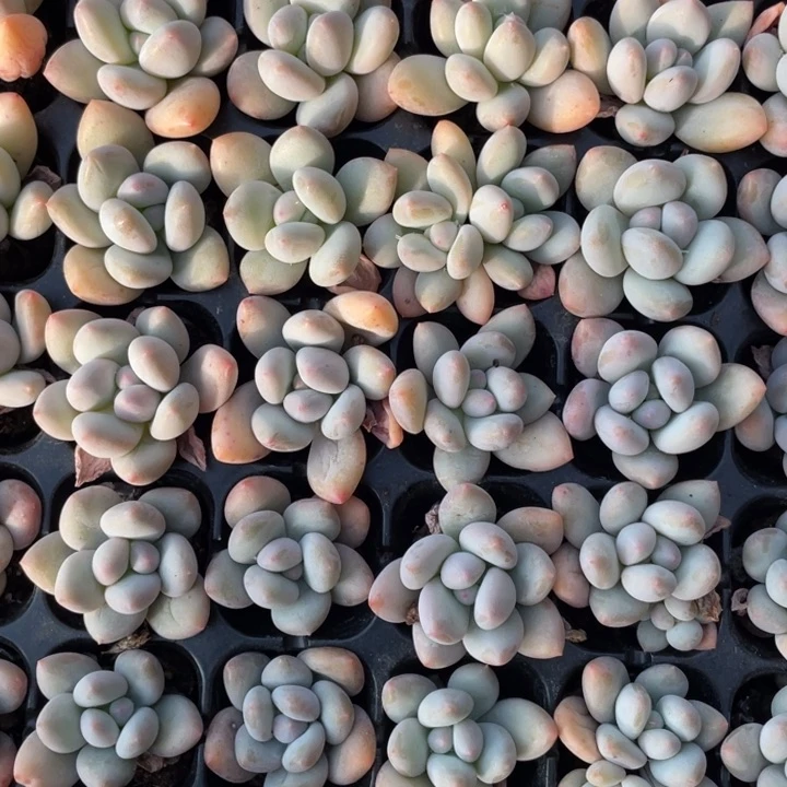 香水穴苗5颗冠幅3厘米20包邮新疆西藏不发