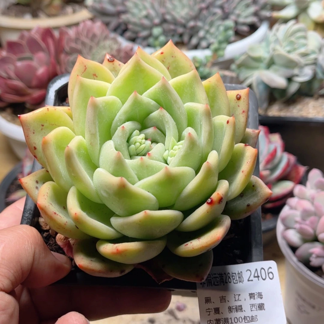 【闪购商品】2406香槟