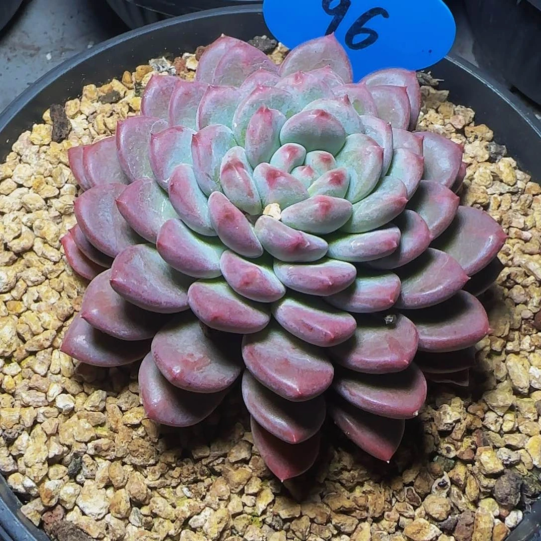 ?****a粉珍妮96号一物一拍