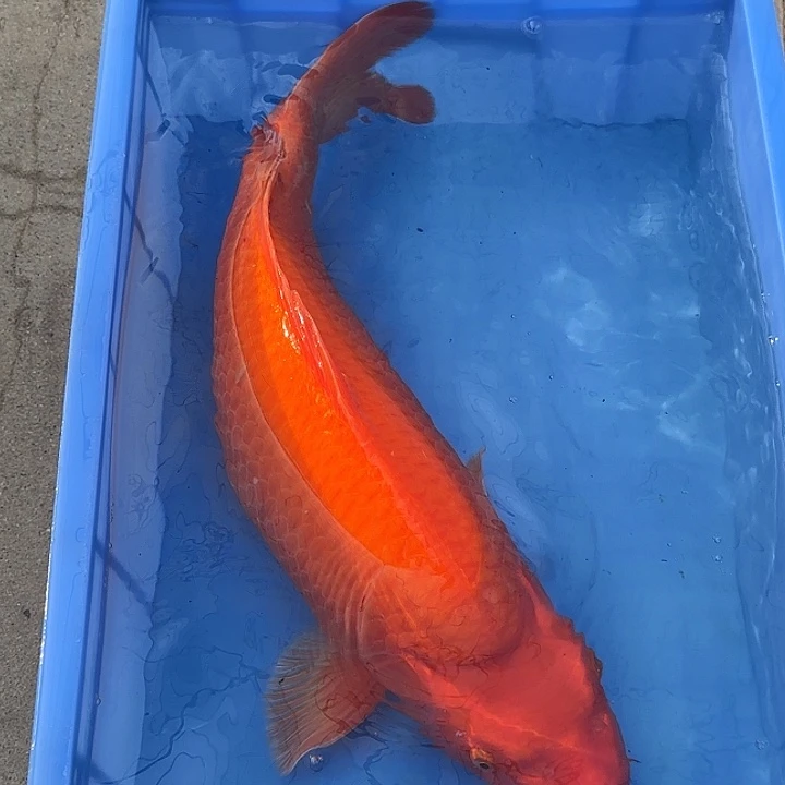 海水鱼赤目芒果红火鲤