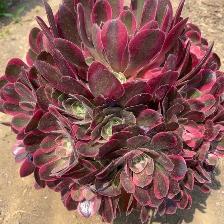 267多肉植物妖月