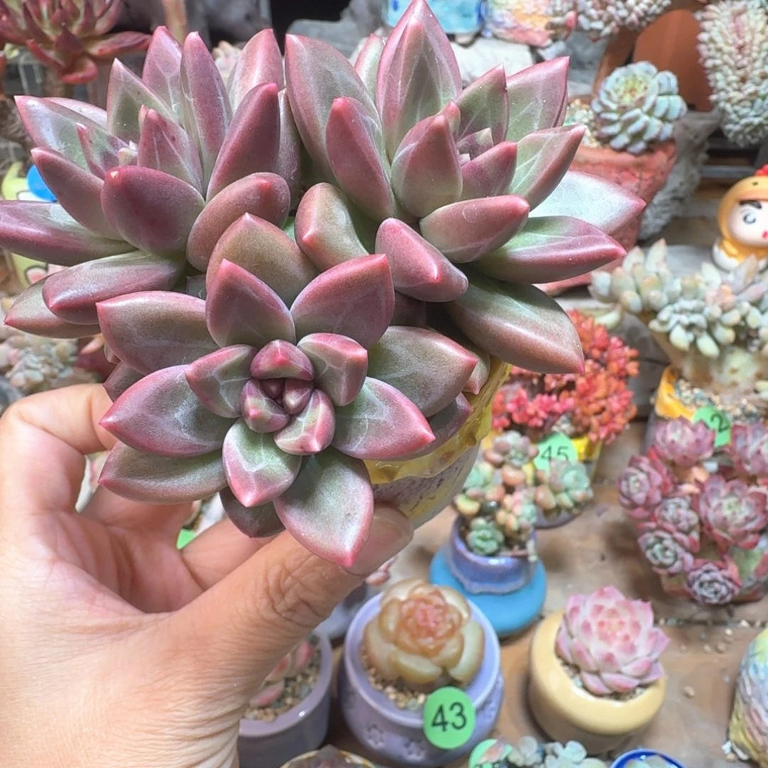 *****迷雾泡泡 多肉含盆土 一物一拍