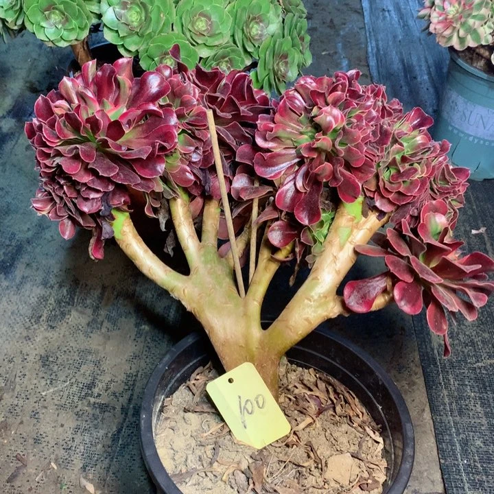 100珊瑚绒缀多肉一物一拍