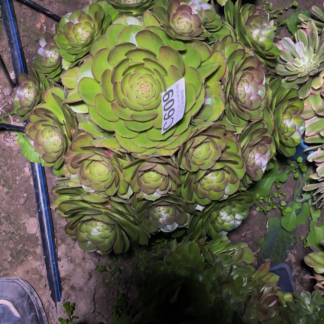 法师法师15/-8包邮法师