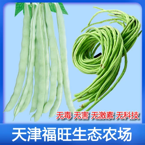生态豆角5斤[白不老豆角]