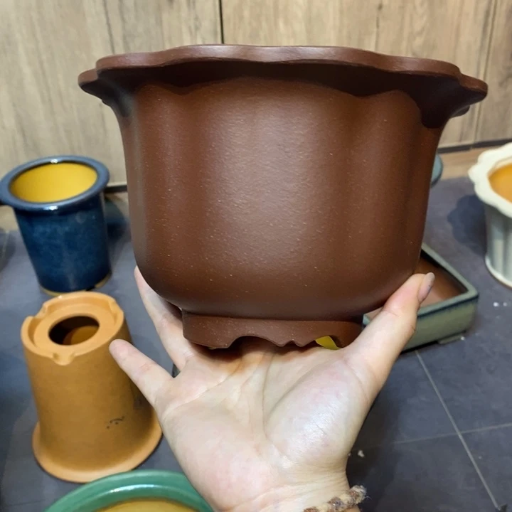 紫砂花盆和**悟福利来啦