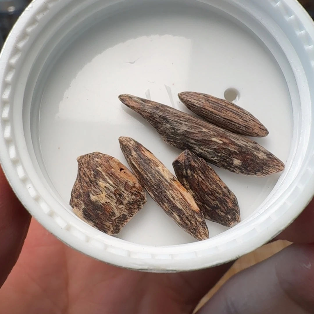 沉香香港大屿山棋韵瓜子