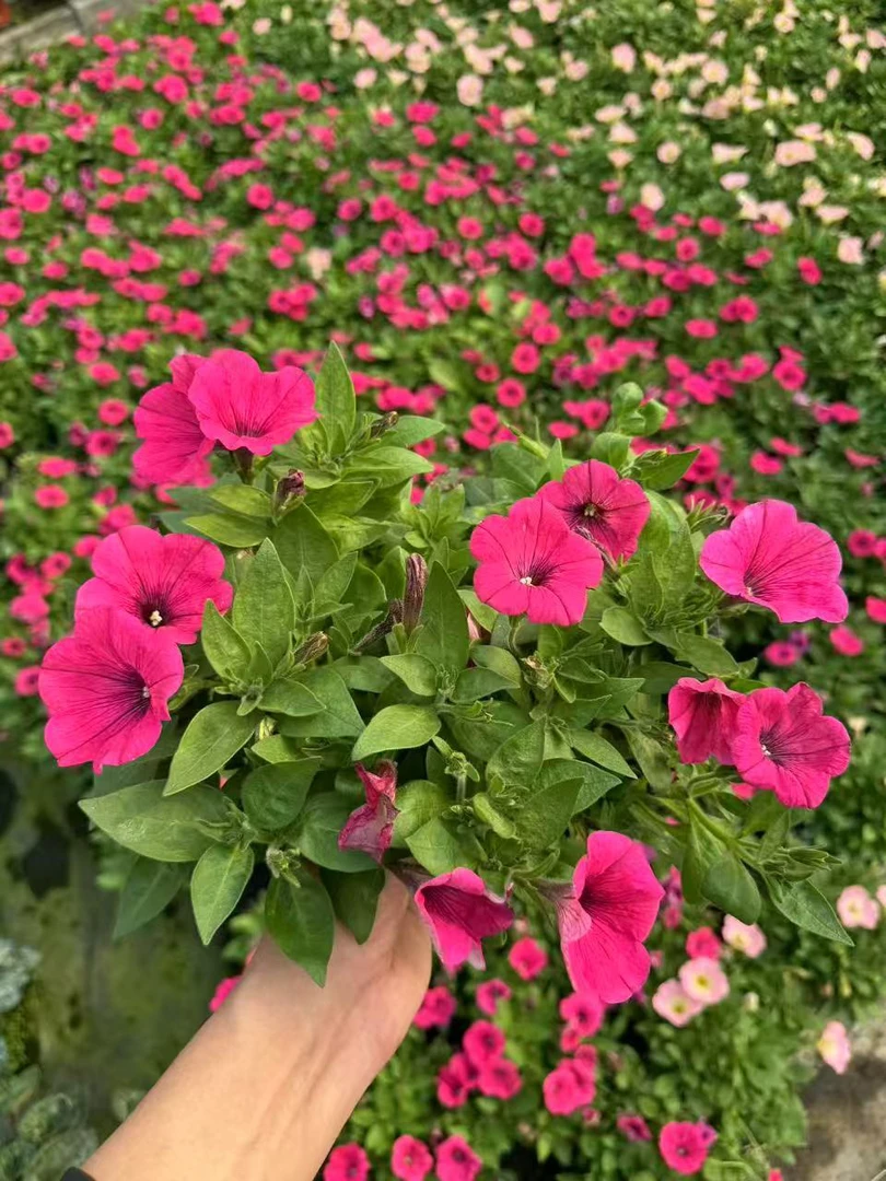 矮牵牛盆栽大苗 阳台庭院垂钓植物花期长好养活室内外花卉