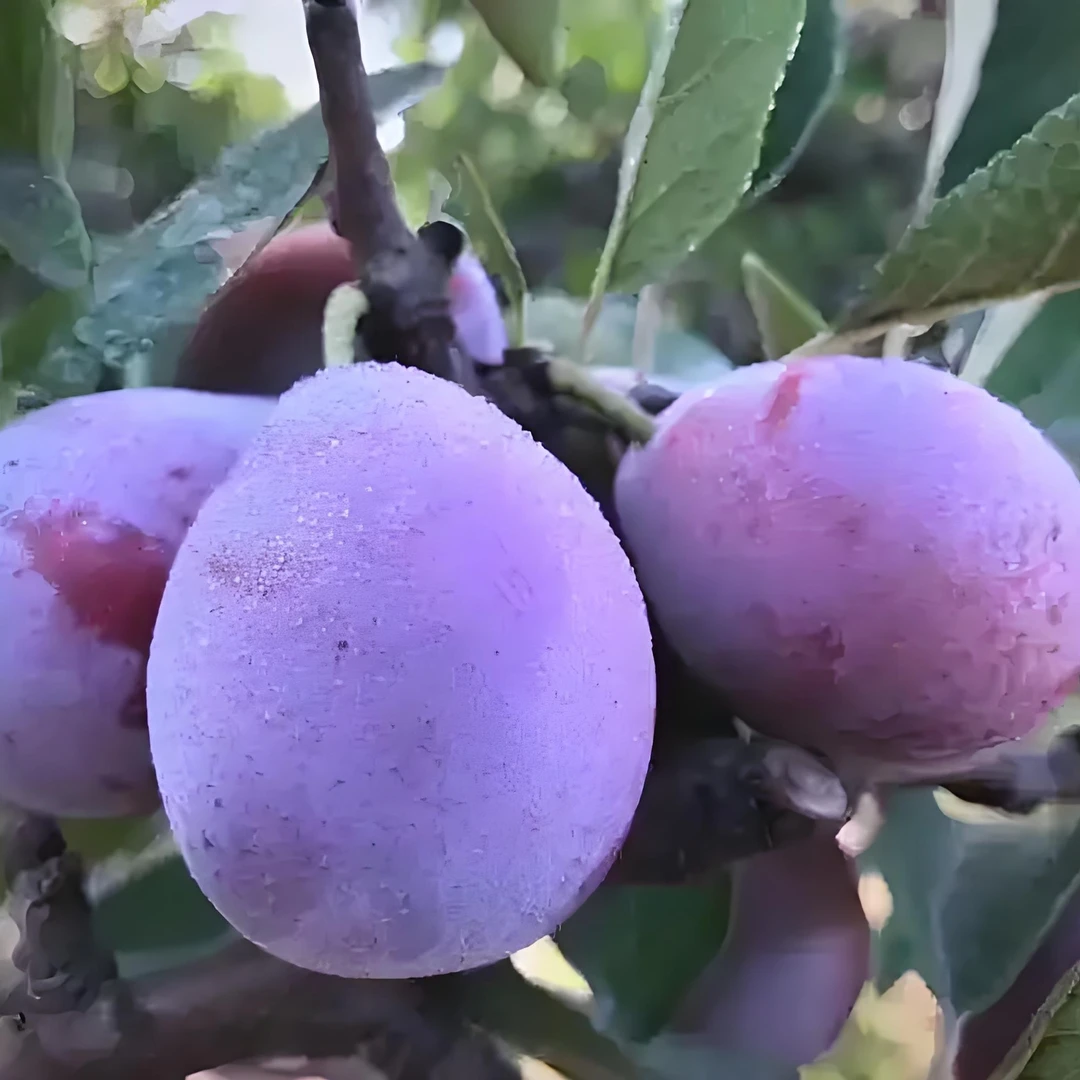 【西域美味】伽师西梅1斤