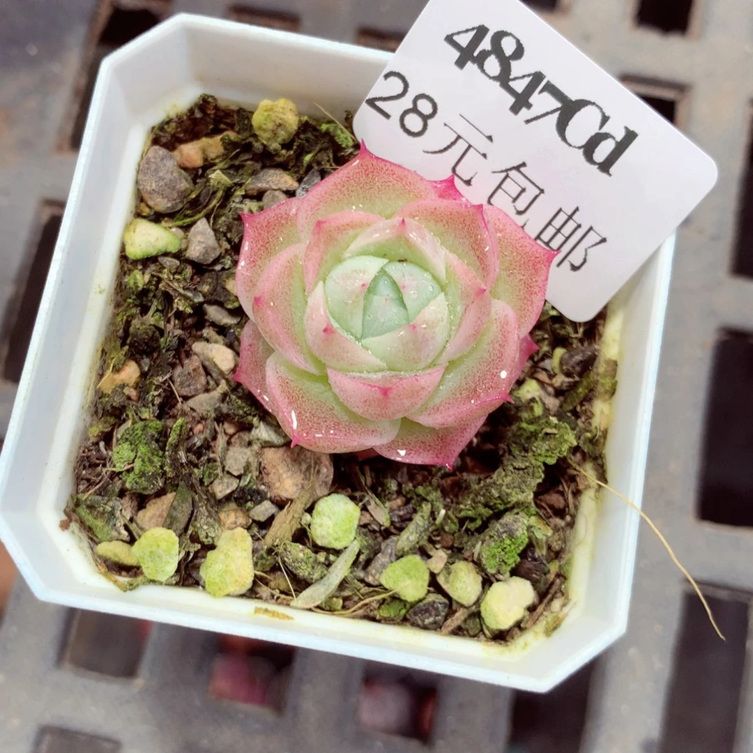 5厘米盆精控多肉4847