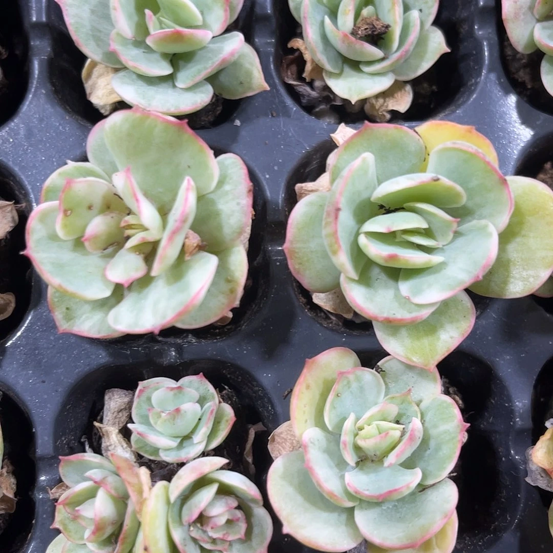 精品石化碧桃锦多肉植物