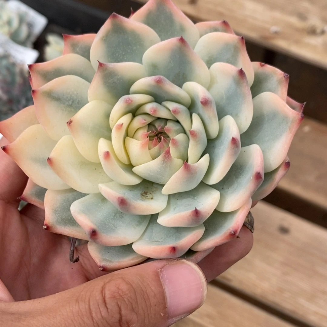 吉娃娃锦多肉植物7095