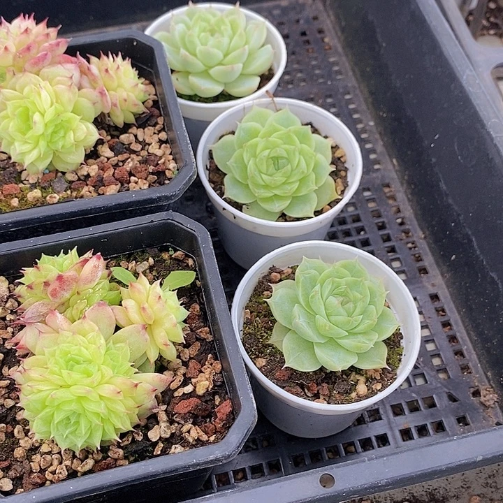 115 多肉植物盆栽植物